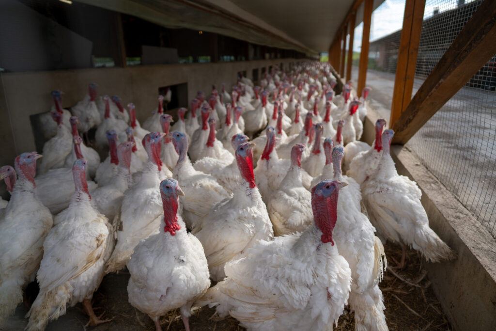 Turkey Barn & Facility Cleaning in Monroe City, IN